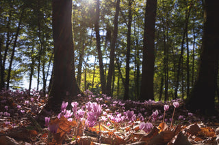 Cyclamen <br>HARDY CYCLAMEN SPECIES MIX