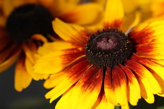 Rudbeckia hirta <br>RUDBECKIA 'ORANGE FUDGE'