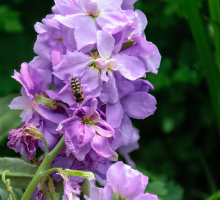 Matthiola incana <br>STOCKS 'KATZ LAVENDER BLUE'