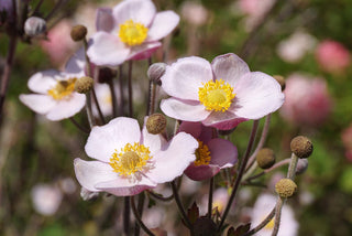 Anemone tomentosa <br>GRAPELEAF ANEMONE