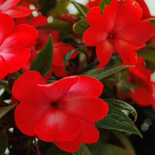 Impatiens hawkeri <br>NEW GUINEA IMPATIENS RED