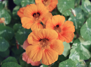 Tropaeolum minus <br>NASTURTIUM ALASKA SALMON VARIEGATED