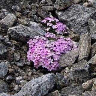 Androsace alpina <br>ALPINE ROCK JASMINE