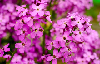 Hesperis matronalis <br>SWEET DAME'S ROCKET