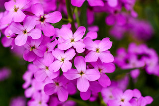 Hesperis matronalis <br>SWEET DAME'S ROCKET