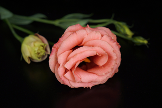 Eustoma grandiflorum <br>LISIANTHUS RUFFLED SALMON