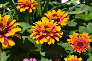 Zinnia haageana <br>PERSIAN CARPET ZINNIA