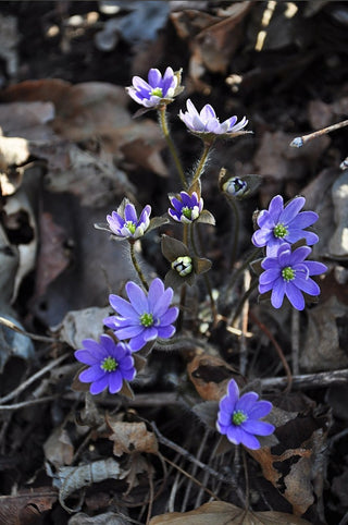 Hepatica acutiloba <br>SHARP LOBED HEPATICA, LIVERWORT