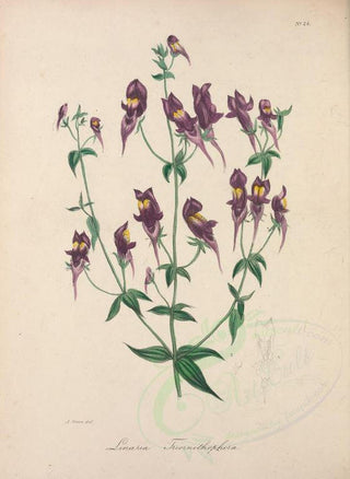 Linaria triornithophora <br>THREE BIRDS TOADFLAX