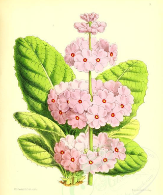 Primula japonica <br>APPLEBLOSSOM PRIMROSE