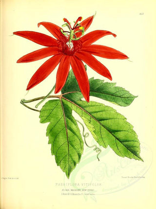 Passiflora vitifolia <br>RED PASSION VINE