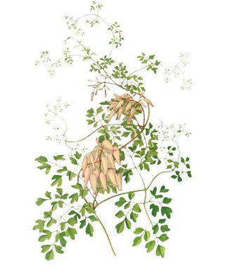 Adlumia fungosa <br>ALLEGHENY VINE, CLIMBING FUMITORY