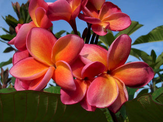 Plumeria rubra <br>PLUMERIA DARK-PINK & YELLOW