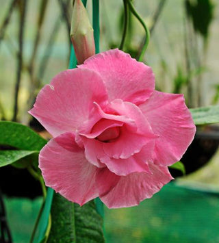 Adenium obesum <br>SHOWY DESERT ROSE, IMPALA LILY MIX HYBRIDS