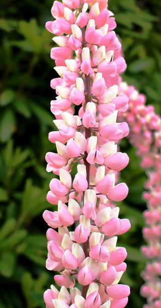 Lupinus <br>PINK RED LUPIN