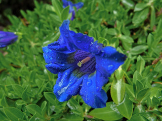 Gentiana makinoi <br>ROYAL BLUE GENTIAN