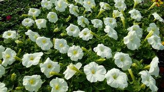 Petunia axillaris <br>PETUNIA WHITE