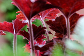 Heuchera <br>EMPEROR'S CLOAK CORAL