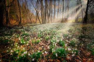 Galanthus nivalis <br>SNOWDROP