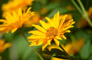 Heliopsis helianthoides <br>EARLY OXEYE SUNFLOWER