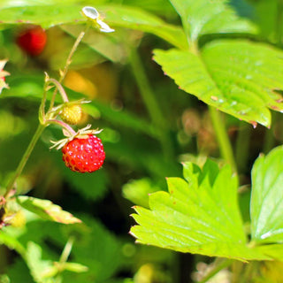 alpine strawberry fragaria vesca