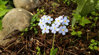 Myosotis alpestris <br>ALPINE FORGET ME NOT WHITE