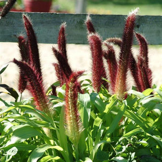 Pennisetum glaucum <br>FOUNTAIN GRASS JADE PRINCESS MILLET