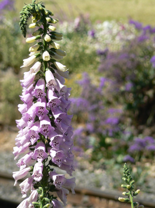 Digitalis purpurea <br>LAVENDER FOXGLOVE