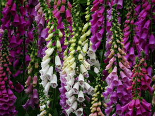 Digitalis purpurea <br>FOXGLOVE EXCELSIOR TALL MIX
