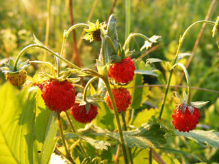 Fragaria vesca <br>GOLD-LEAVED ALPINE STRAWBERRY