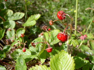 Fragaria vesca <br>WILD WOODLAND STRAWBERRY RED
