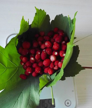 Fragaria vesca var semperflorens <br>ALPINE STRAWBERRY RED