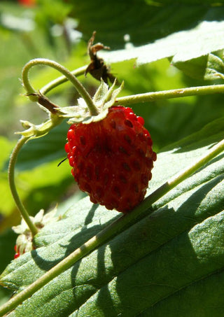 Fragaria vesca var semperflorens <br>ALPINE STRAWBERRY RED