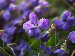 Viola sororia <br>BLUE VIOLET