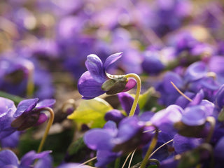 Viola corsica <br>VIOLET, PANSY