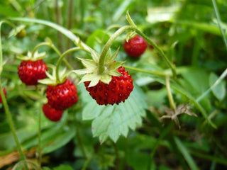 Fragaria vesca <br>WILD WOODLAND STRAWBERRY RED