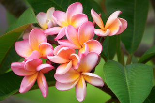 Plumeria rubra <br>PLUMERIA MIX