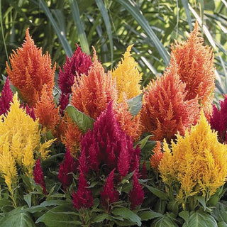 Celosia plumosa <br>CELOSIA FRESH LOOK MIX, FEATHER