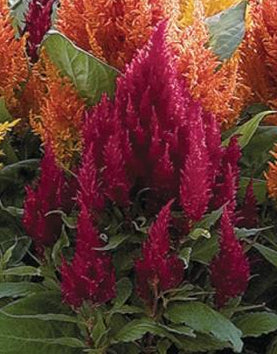 Celosia argentea plumosa <br>CELOSIA FRESH LOOK RED