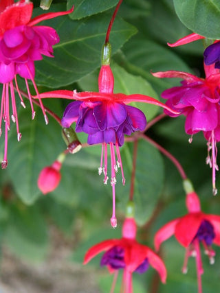 Fuchsia <br>ORNAMENTAL FUCHSIA MIX