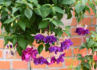 Fuchsia <br>ORNAMENTAL FUCHSIA MIX