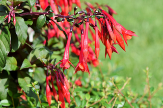 Fuchsia boliviana <br>HARDY RED FUSCHIA
