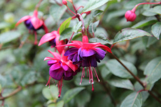 Fuchsia <br>ORNAMENTAL FUCHSIA MIX