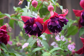 Fuchsia <br>ORNAMENTAL FUCHSIA MIX