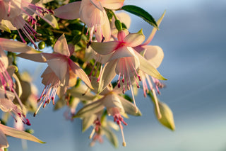 Fuchsia <br>ORNAMENTAL FUCHSIA MIX