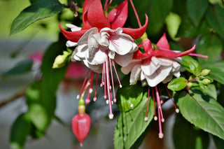 Fuchsia <br>ORNAMENTAL FUCHSIA MIX