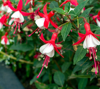 Fuchsia <br>ORNAMENTAL FUCHSIA MIX