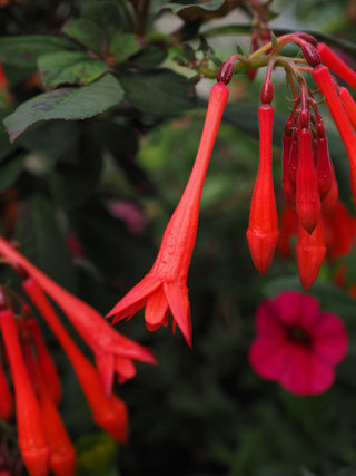 Fuchsia boliviana <br>HARDY RED FUSCHIA