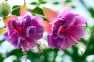 Fuchsia <br>ORNAMENTAL FUCHSIA MIX