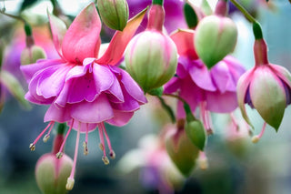 Fuchsia <br>ORNAMENTAL FUCHSIA MIX